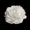 Sexy Low Temperature Candles Gilding 40 Degrees Peony Rose - Image 4